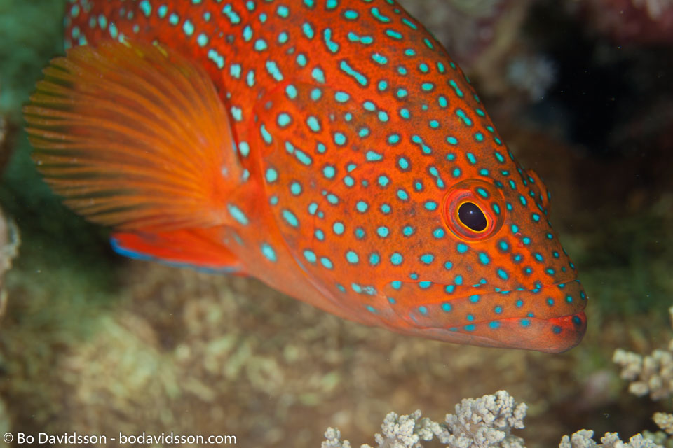 BD-100922-St-Johns-2069-Cephalopholis-miniata-(Forsskål.-1775)-[Coral-hind.-Juvelabborre].jpg